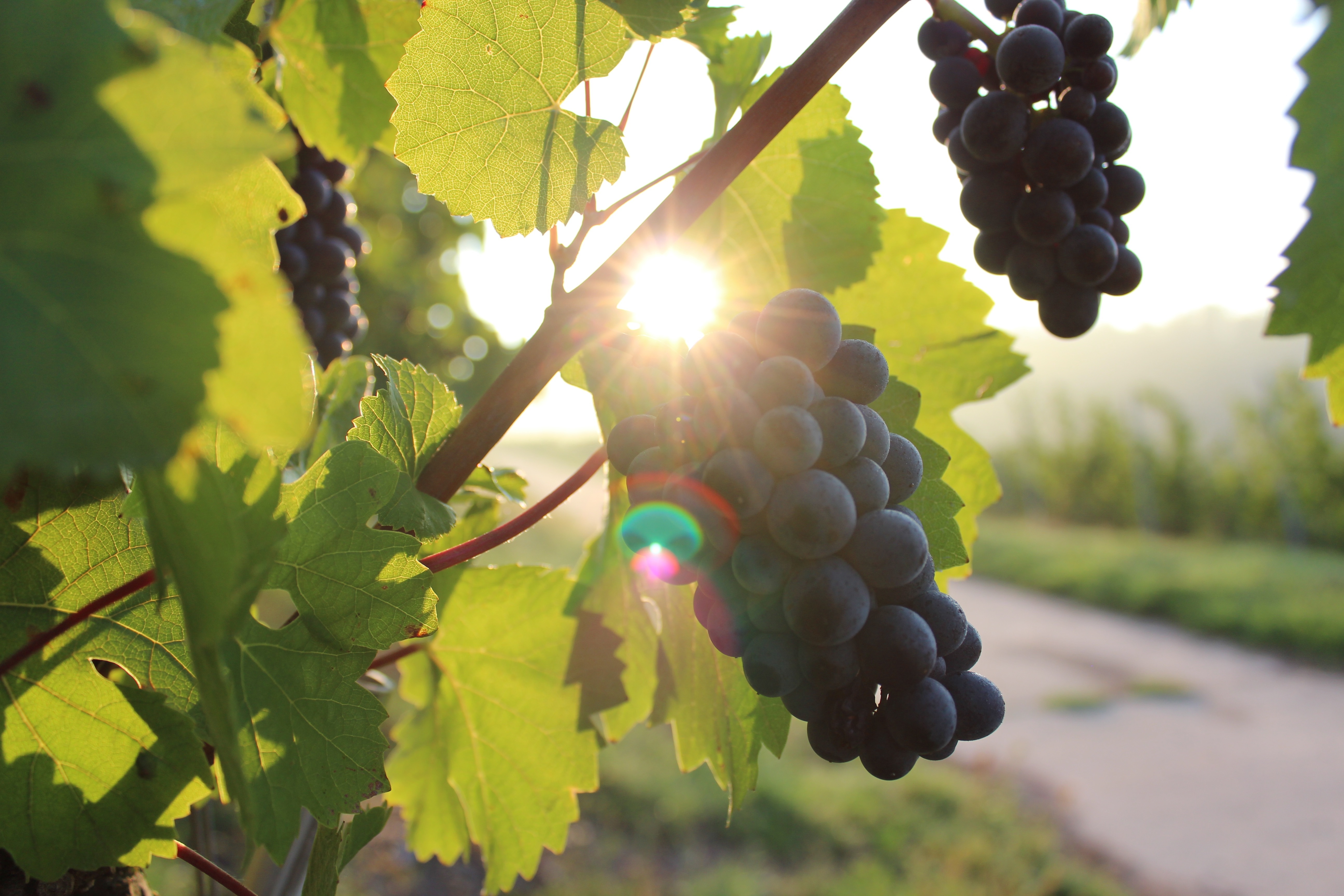 Upper Hudson Wine Trail Grapes