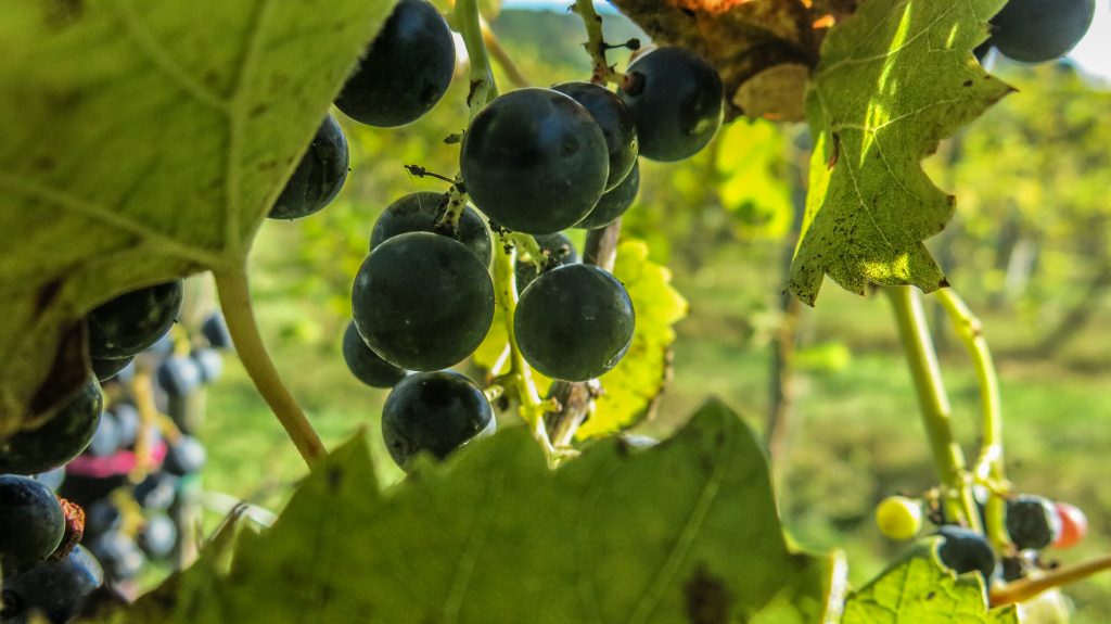 harvest-featured-in-wine-craft-beverage-news